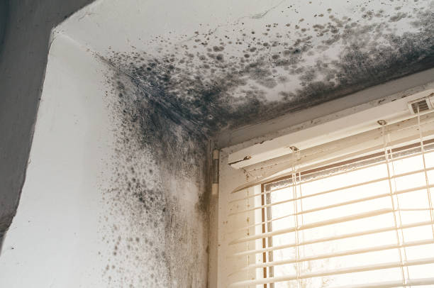 Affordable Mold Cleanup solutions in Bahama, NC